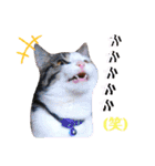 ♪猫のユメと申すにゃん♪（個別スタンプ：20）
