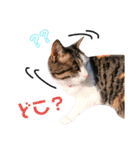 ♪猫のユメと申すにゃん♪（個別スタンプ：21）