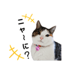 ♪猫のユメと申すにゃん♪（個別スタンプ：22）