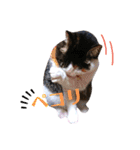 ♪猫のユメと申すにゃん♪（個別スタンプ：24）