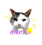 ♪猫のユメと申すにゃん♪（個別スタンプ：25）
