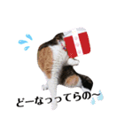 ♪猫のユメと申すにゃん♪（個別スタンプ：26）