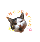 ♪猫のユメと申すにゃん♪（個別スタンプ：27）