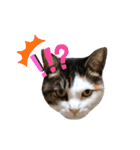 ♪猫のユメと申すにゃん♪（個別スタンプ：31）