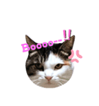 ♪猫のユメと申すにゃん♪（個別スタンプ：32）