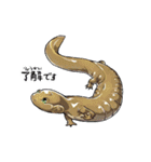 だいたいサンショウウオ（個別スタンプ：1）