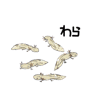 だいたいサンショウウオ（個別スタンプ：28）