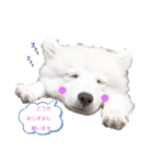 ぽんぷくん！！！！（個別スタンプ：1）