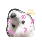 ぽんぷくん！！！！（個別スタンプ：2）