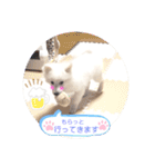 ぽんぷくん！！！！（個別スタンプ：3）