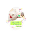 ぽんぷくん！！！！（個別スタンプ：6）