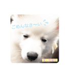 ぽんぷくん！！！！（個別スタンプ：13）
