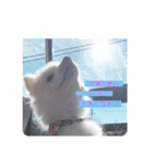 ぽんぷくん！！！！（個別スタンプ：16）