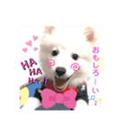 ぽんぷくん！！！！（個別スタンプ：17）