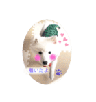 ぽんぷくん！！！！（個別スタンプ：24）