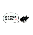 うちの子シリーズ『うさぎ4家族』②（個別スタンプ：4）