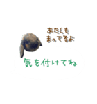 うちの子シリーズ『うさぎ4家族』②（個別スタンプ：5）