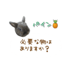 うちの子シリーズ『うさぎ4家族』②（個別スタンプ：6）