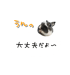うちの子シリーズ『うさぎ4家族』②（個別スタンプ：7）