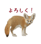 ほほえみフレンズ！キツネのほんわかな生活（個別スタンプ：1）