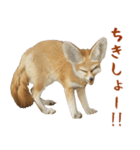 ほほえみフレンズ！キツネのほんわかな生活（個別スタンプ：13）