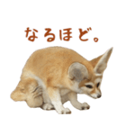 ほほえみフレンズ！キツネのほんわかな生活（個別スタンプ：14）