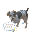 シュナのこむたんスタンプ（個別スタンプ：3）