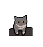 かわいいブリショと三毛猫（個別スタンプ：1）