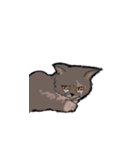 かわいいブリショと三毛猫（個別スタンプ：13）
