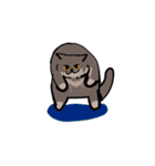 かわいいブリショと三毛猫（個別スタンプ：23）