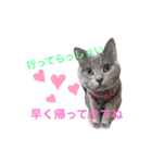 シャルトリューのルイくん（個別スタンプ：2）