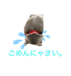 シャルトリューのルイくん（個別スタンプ：6）