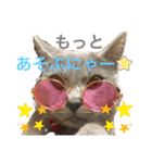 シャルトリューのルイくん（個別スタンプ：9）