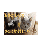 シャルトリューのルイくん（個別スタンプ：16）