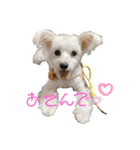 マルチーズとトイプードル（個別スタンプ：1）