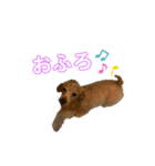 マルチーズとトイプードル（個別スタンプ：6）