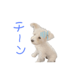 マルチーズとトイプードル（個別スタンプ：7）