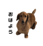 のら犬ではない（個別スタンプ：1）