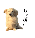 のら犬ではない（個別スタンプ：3）