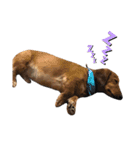 のら犬ではない（個別スタンプ：4）