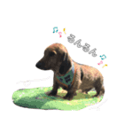 のら犬ではない（個別スタンプ：5）
