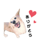 のら犬ではない（個別スタンプ：7）