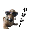 のら犬ではない（個別スタンプ：9）