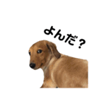 のら犬ではない（個別スタンプ：10）