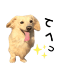 のら犬ではない（個別スタンプ：11）