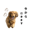 のら犬ではない（個別スタンプ：12）
