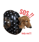 のら犬ではない（個別スタンプ：13）