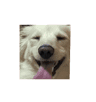 のら犬ではない（個別スタンプ：16）