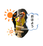 kawafamily番外編（個別スタンプ：16）
