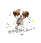 cavalier moi ！（個別スタンプ：1）